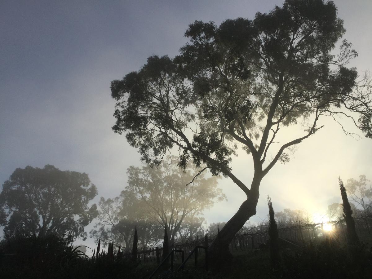 Barossa White House The West Wing Bed & Breakfast Angaston Bagian luar foto